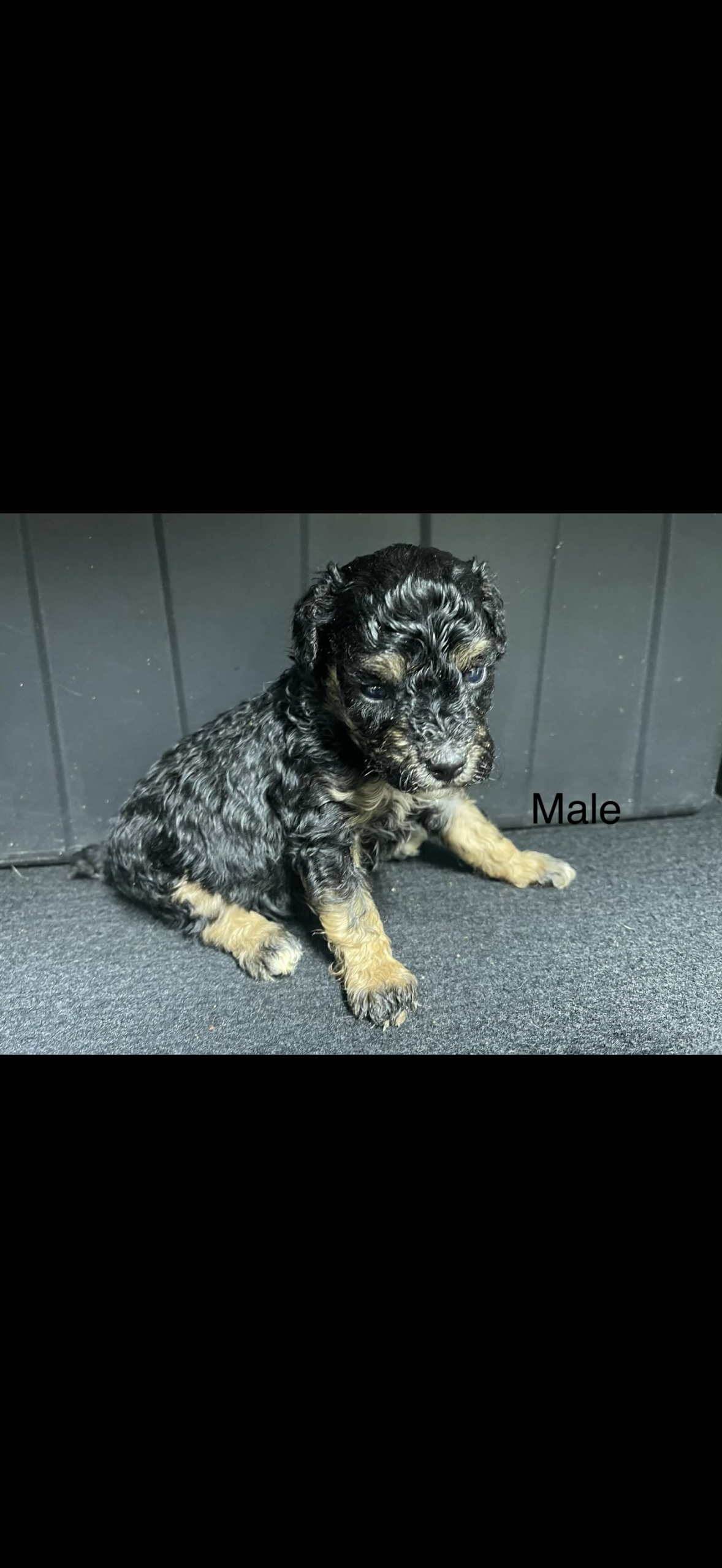 puppies from foley dachshunds available for sale