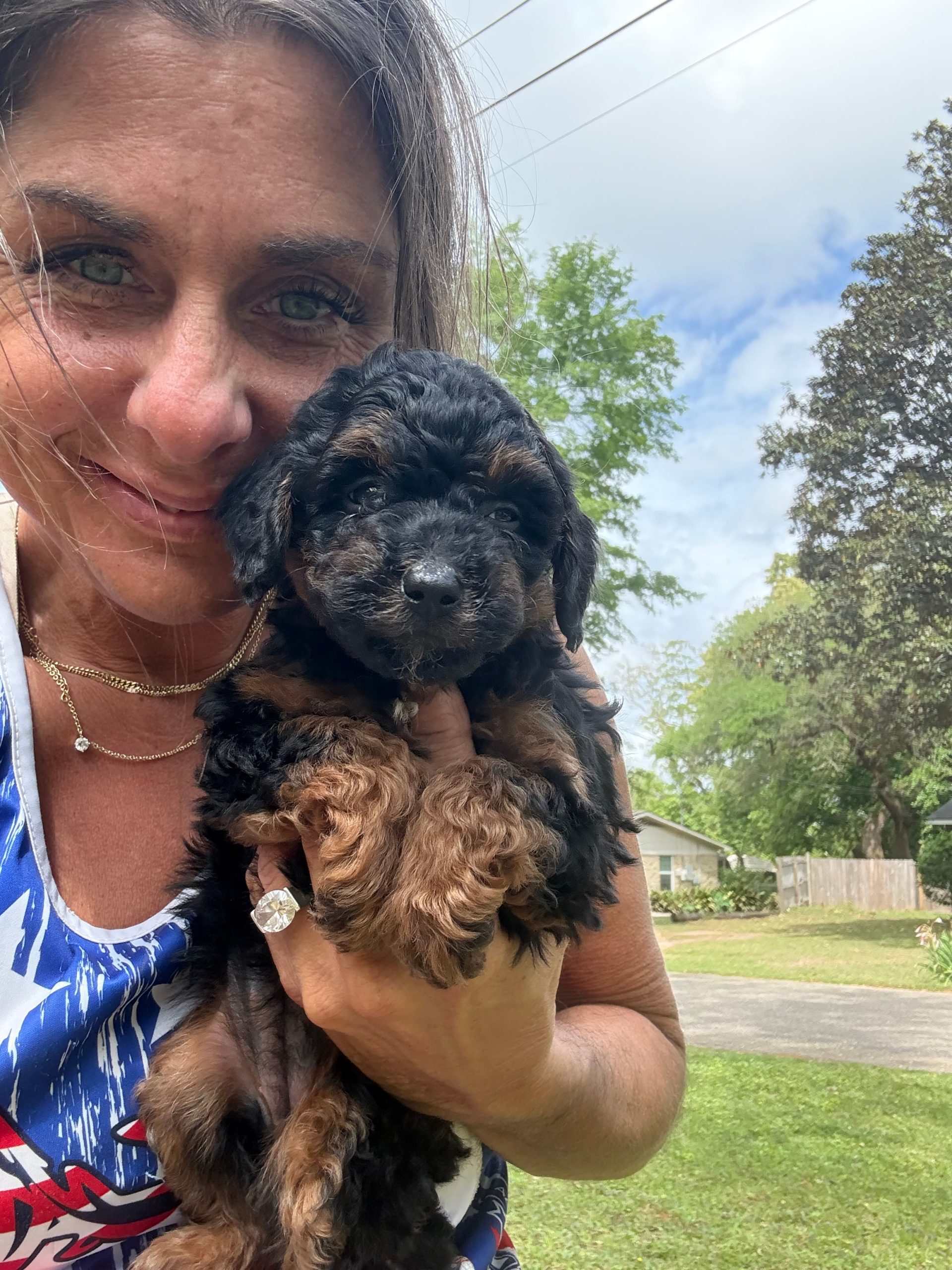 puppies from foley dachshunds available for sale
