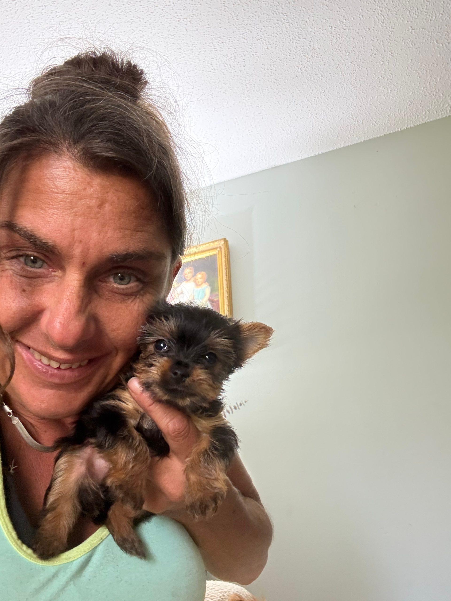 puppies from foley dachshunds available for sale
