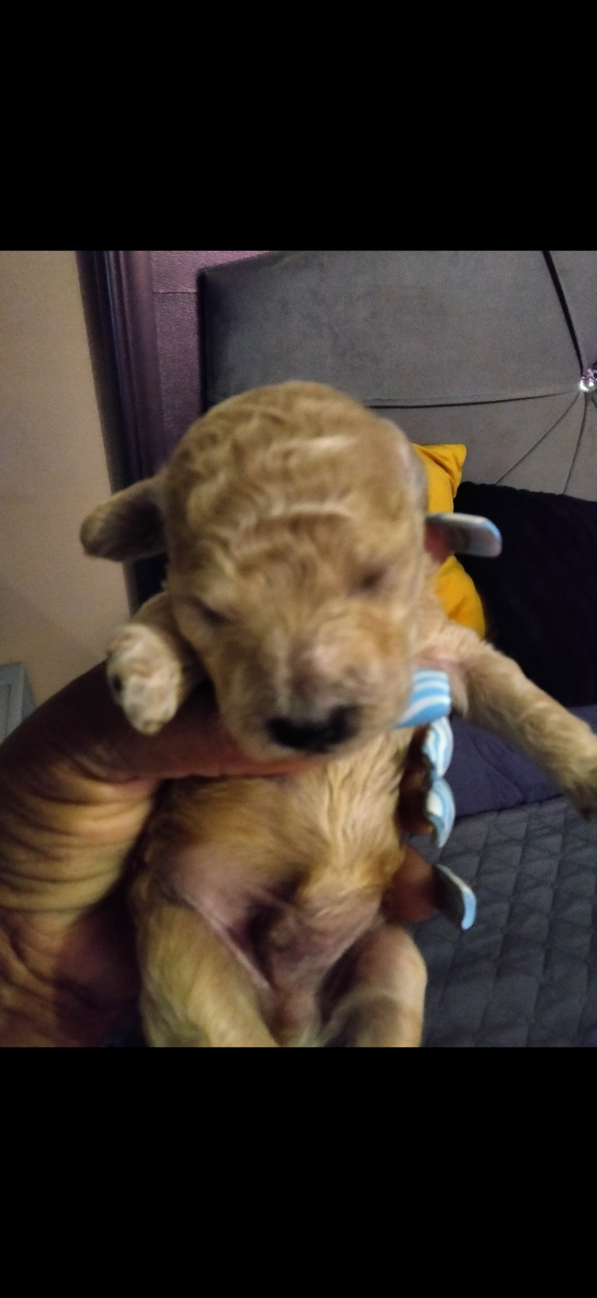 puppies from foley dachshunds available for sale