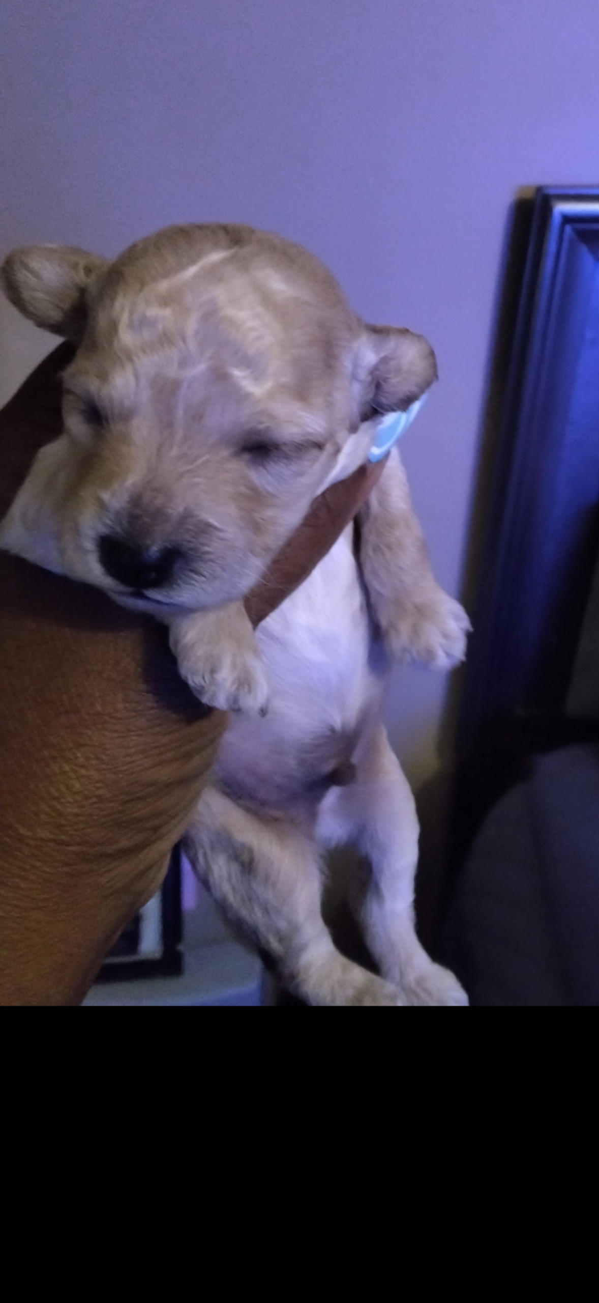 puppies from foley dachshunds available for sale