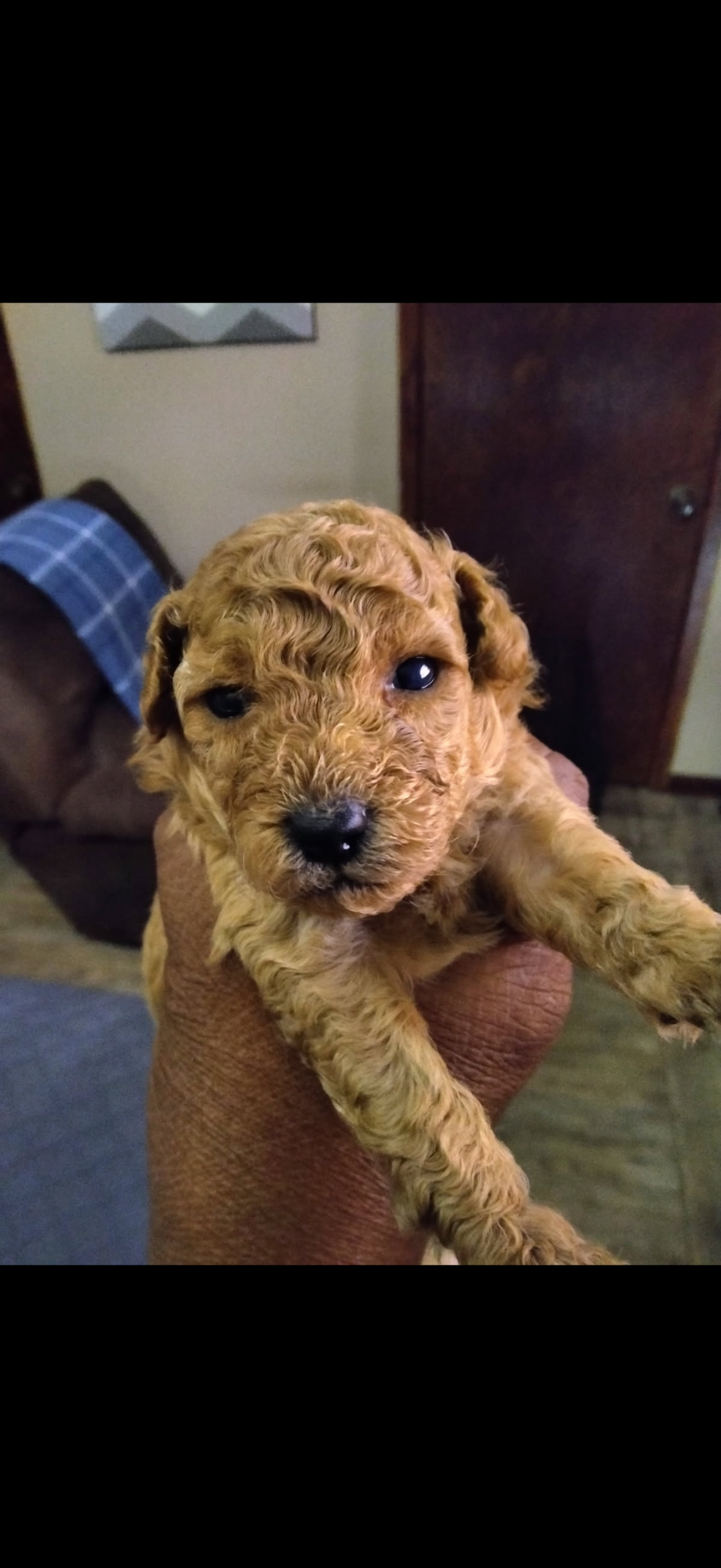 puppies from foley dachshunds available for sale