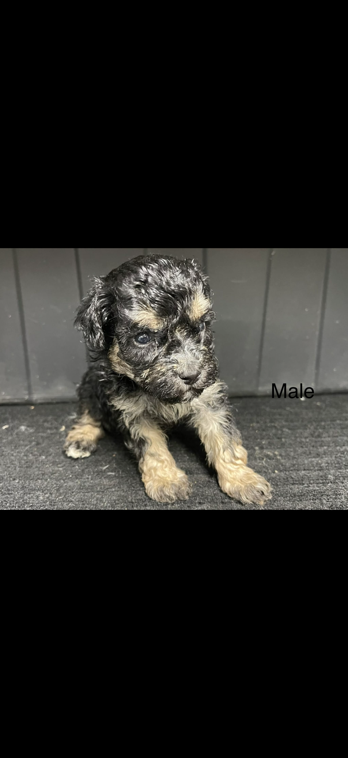 puppies from foley dachshunds available for sale
