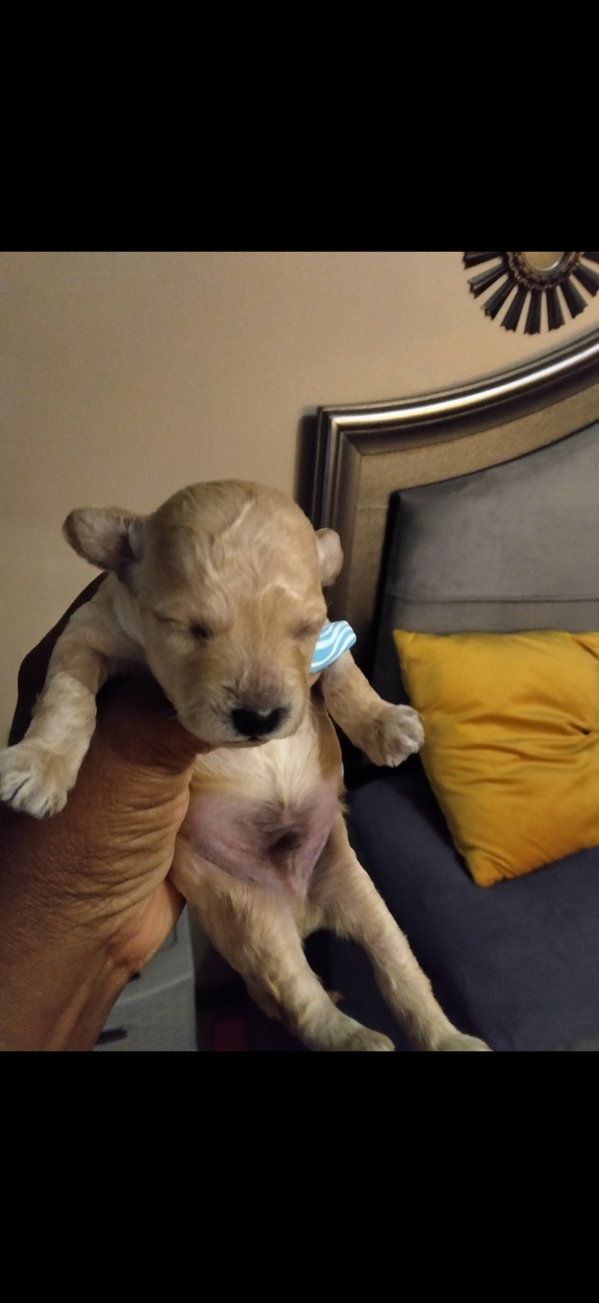 puppies from foley dachshunds available for sale