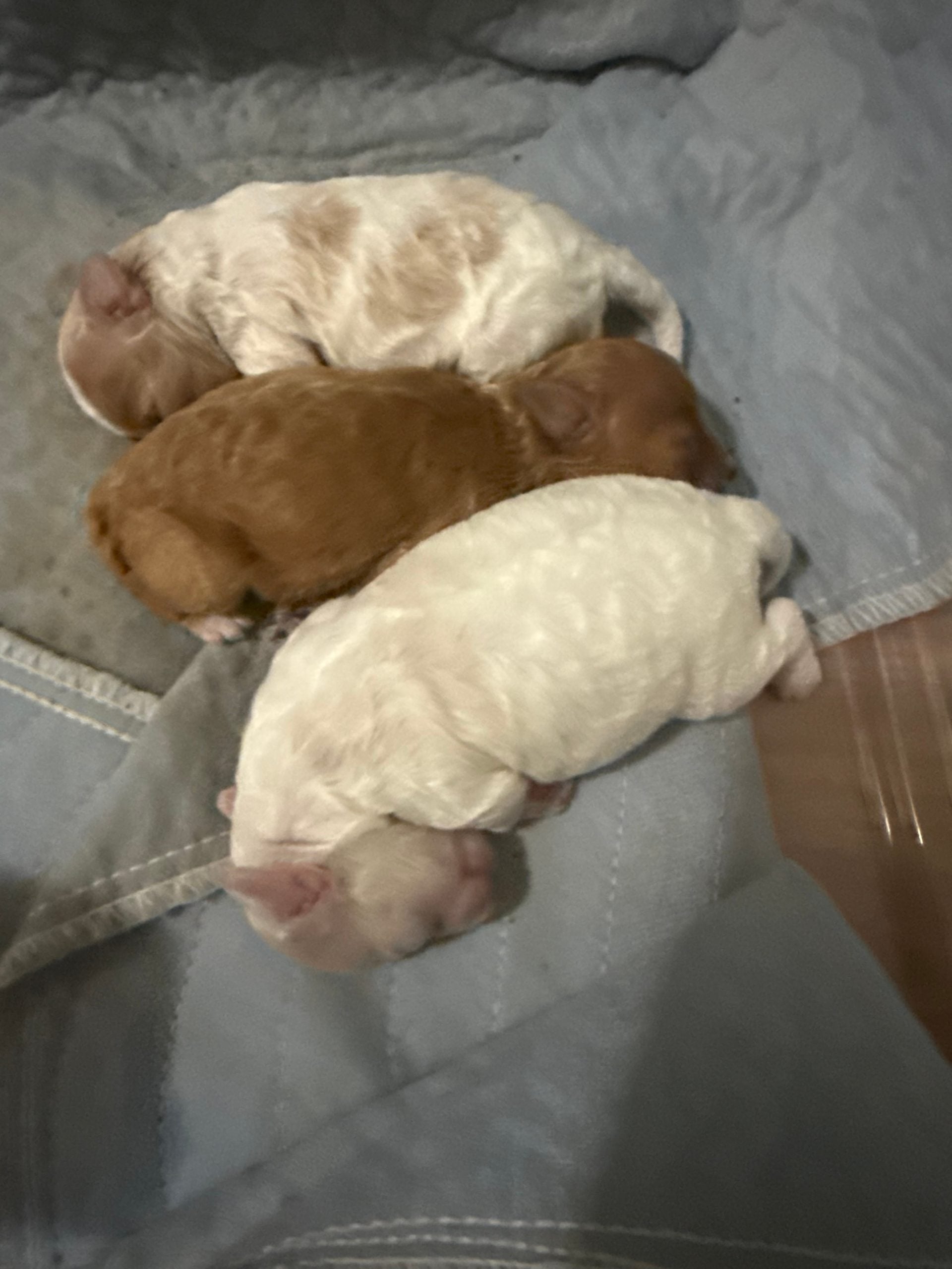 puppies from foley dachshunds available for sale
