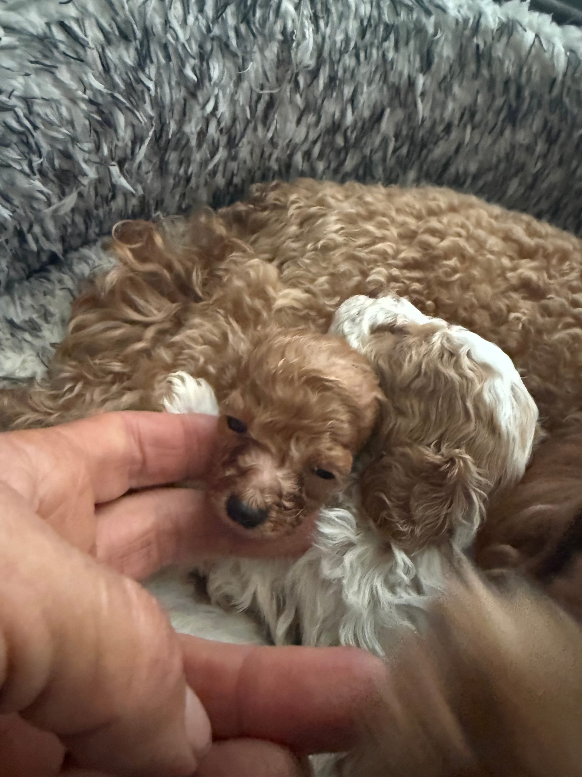 puppies from foley dachshunds available for sale