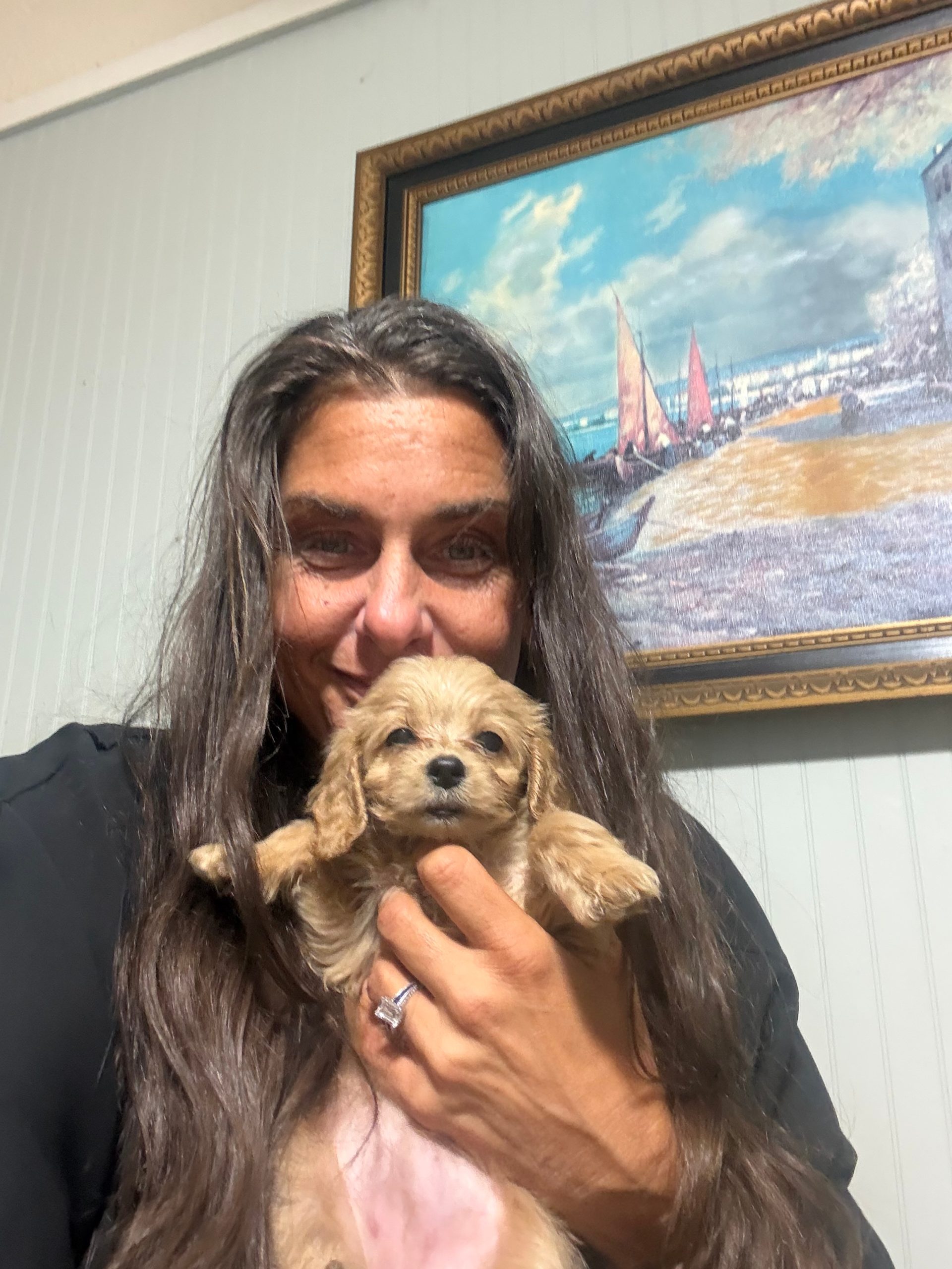 puppies from foley dachshunds available for sale