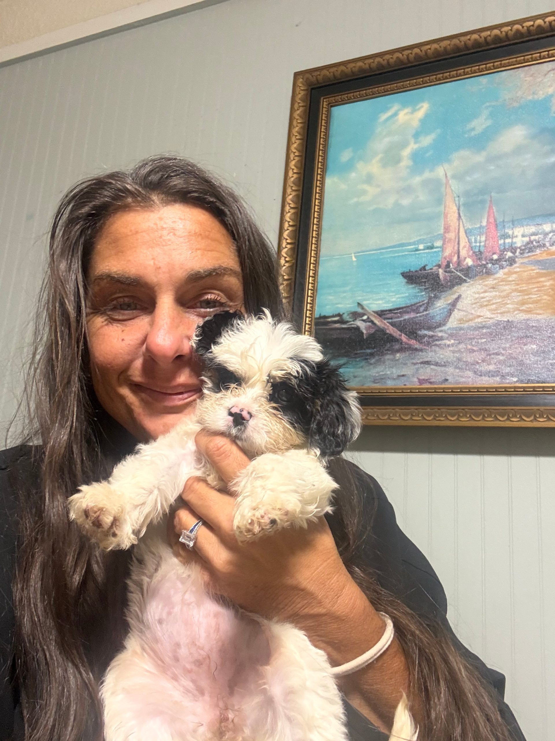 puppies from foley dachshunds available for sale