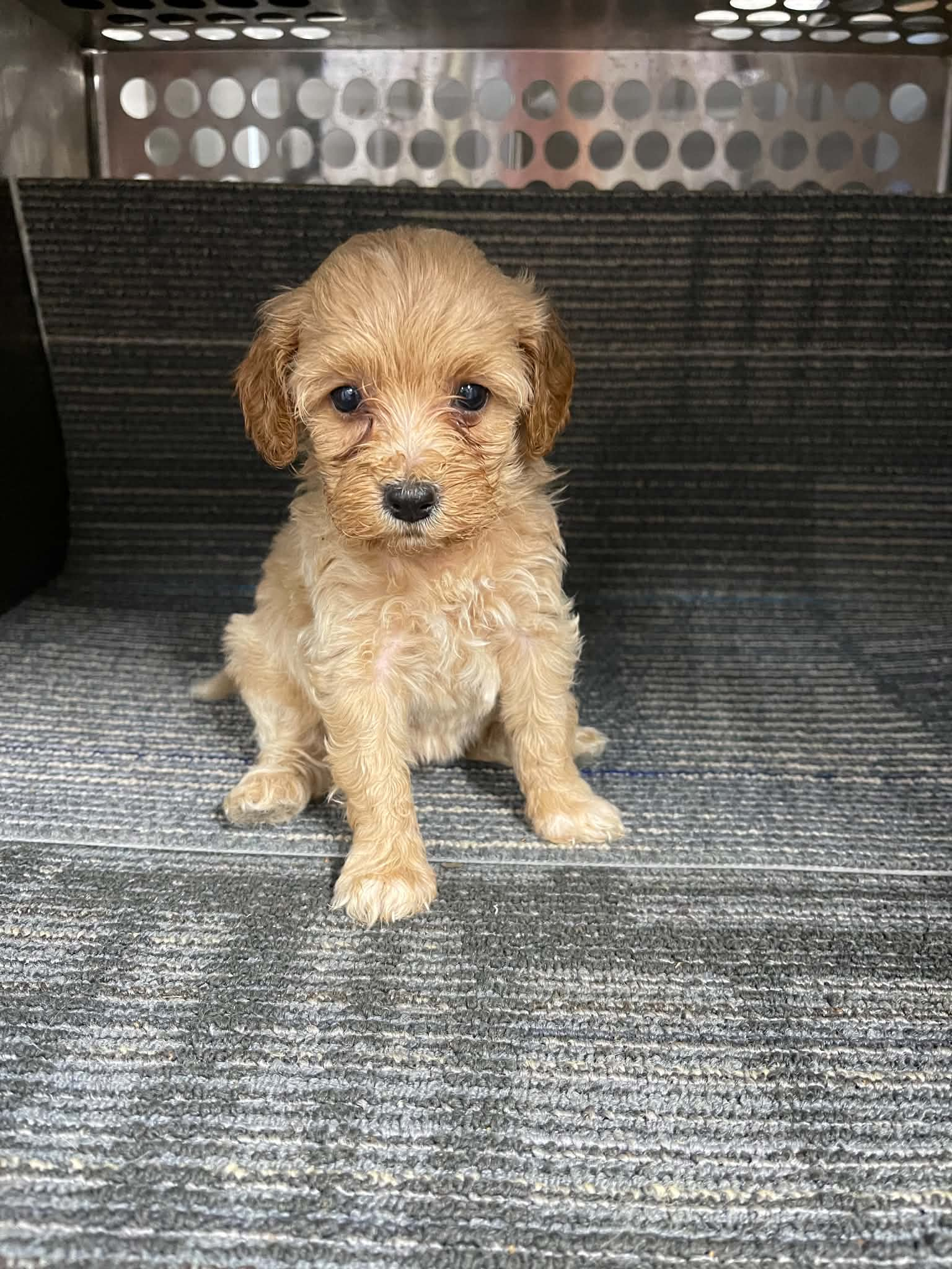 puppies from foley dachshunds available for sale