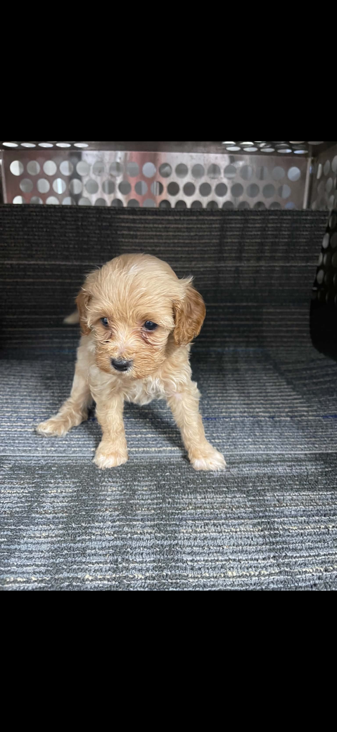 puppies from foley dachshunds available for sale