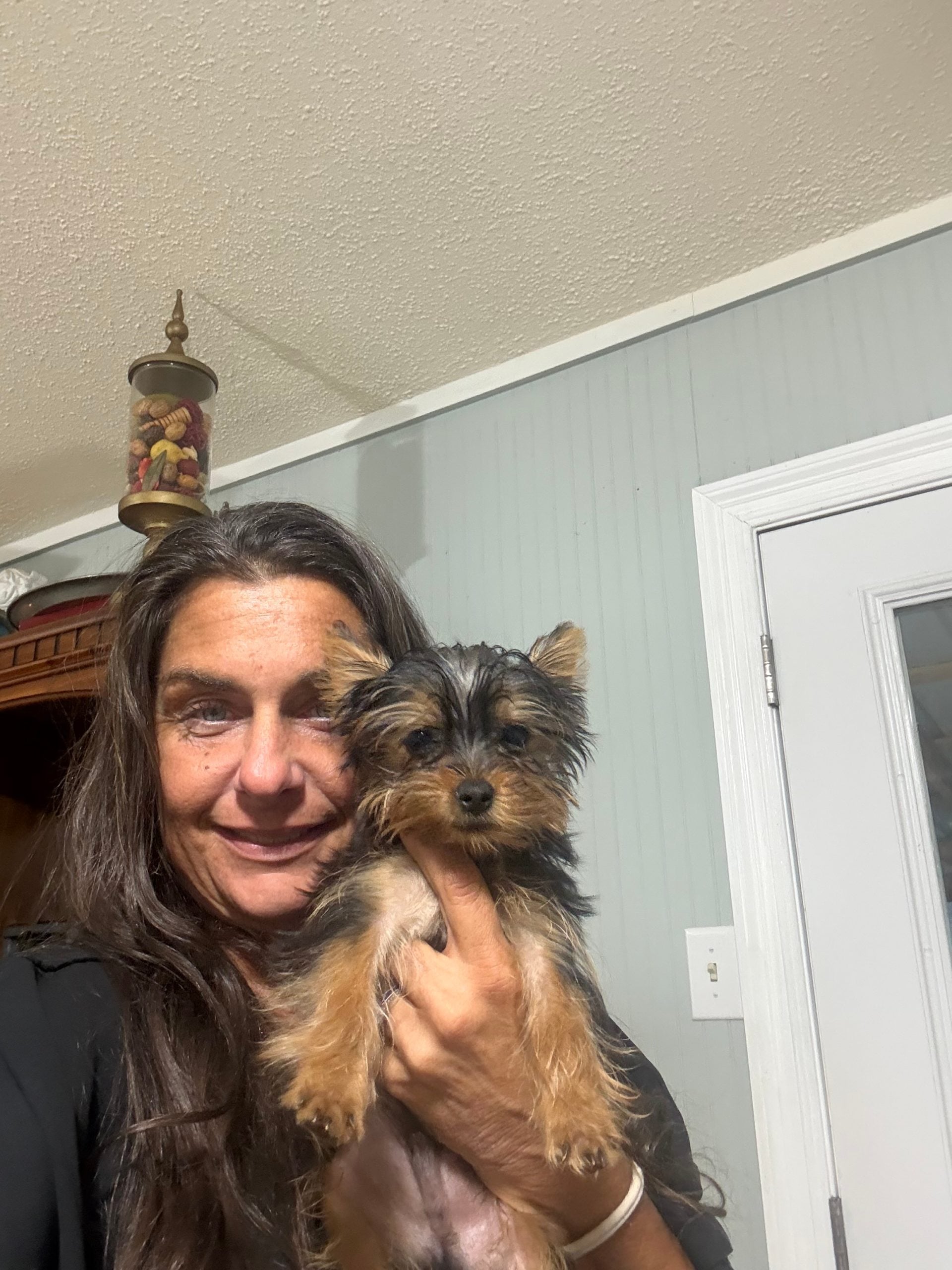 puppies from foley dachshunds available for sale