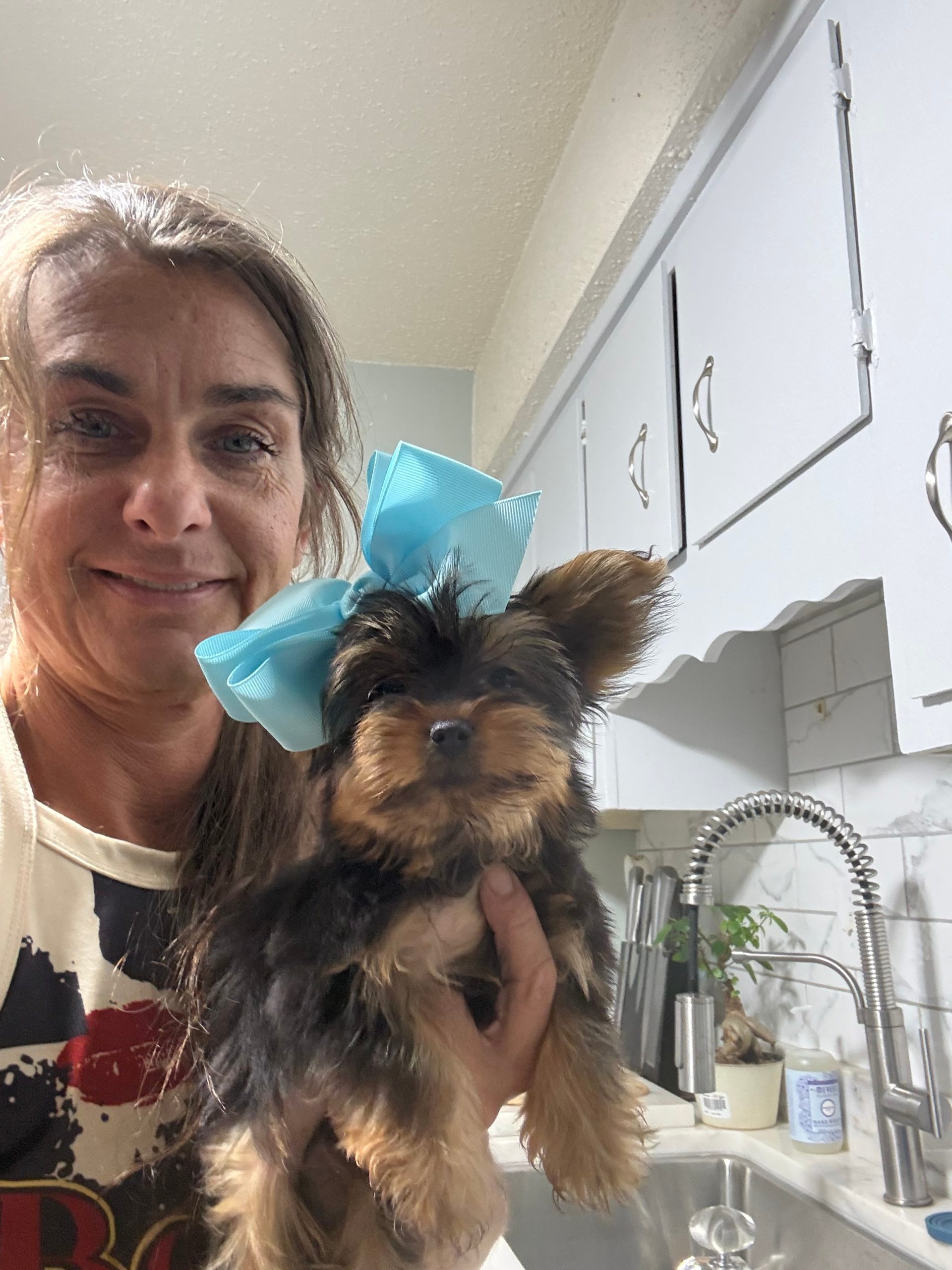 puppies from foley dachshunds available for sale
