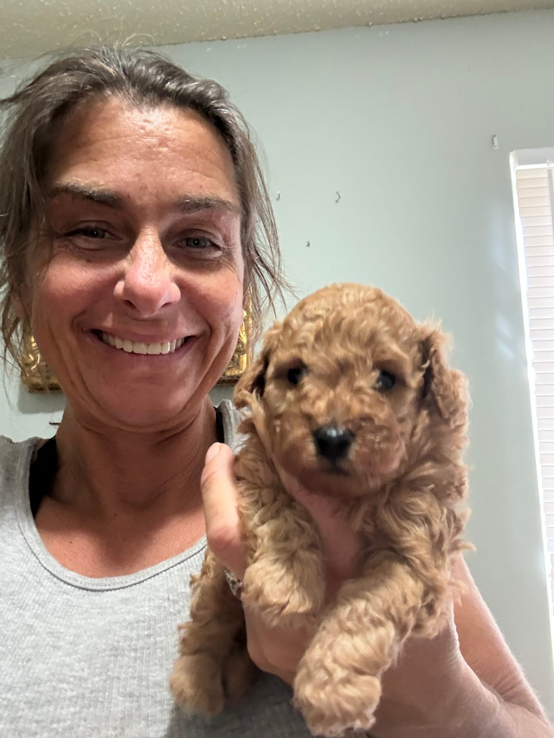 puppies from foley dachshunds available for sale