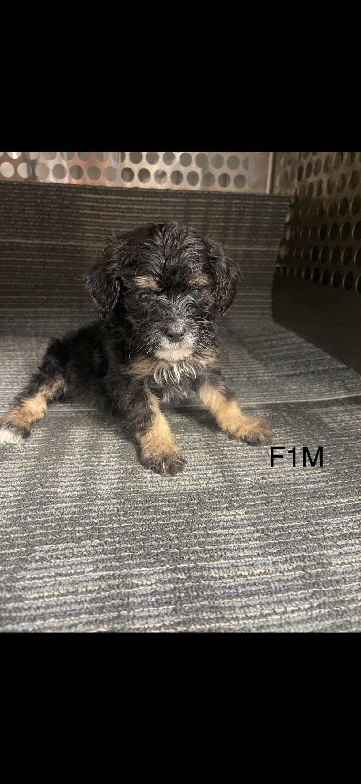 puppies from foley dachshunds available for sale