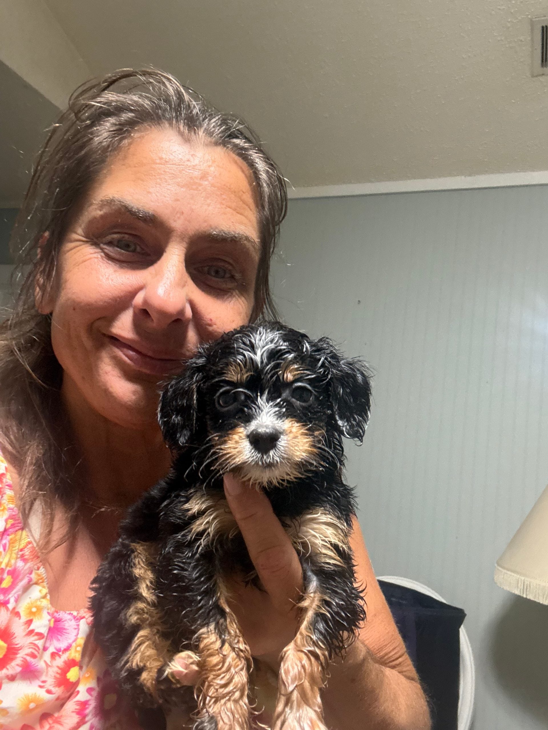 puppies from foley dachshunds available for sale